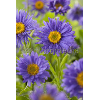 Aster alpejski 'Goliath' Aster alpinus