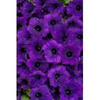 Supertunia MINI Vista 'Ultramarine'