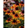 Jeżówka 'Parrot' | Echinacea