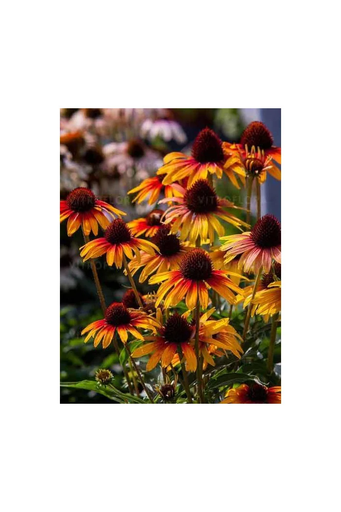 Jeżówka 'Parrot' | Echinacea