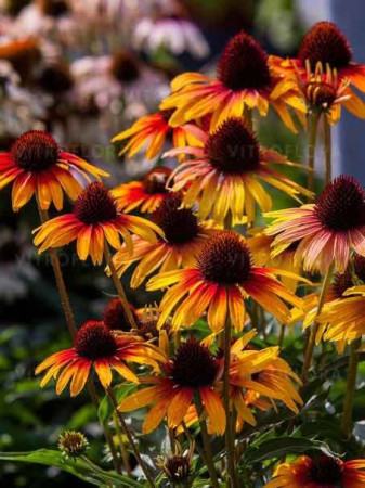 Jeżówka 'Parrot' | Echinacea