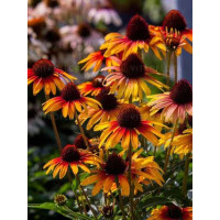 Jeżówka 'Parrot' | Echinacea