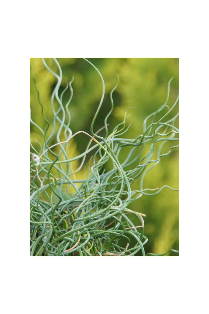 Sit spiralny 'Spiralis' Juncus filiformis