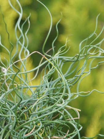 Sit spiralny 'Spiralis' Juncus filiformis