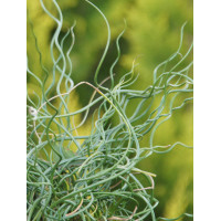 Sit spiralny 'Spiralis' Juncus filiformis