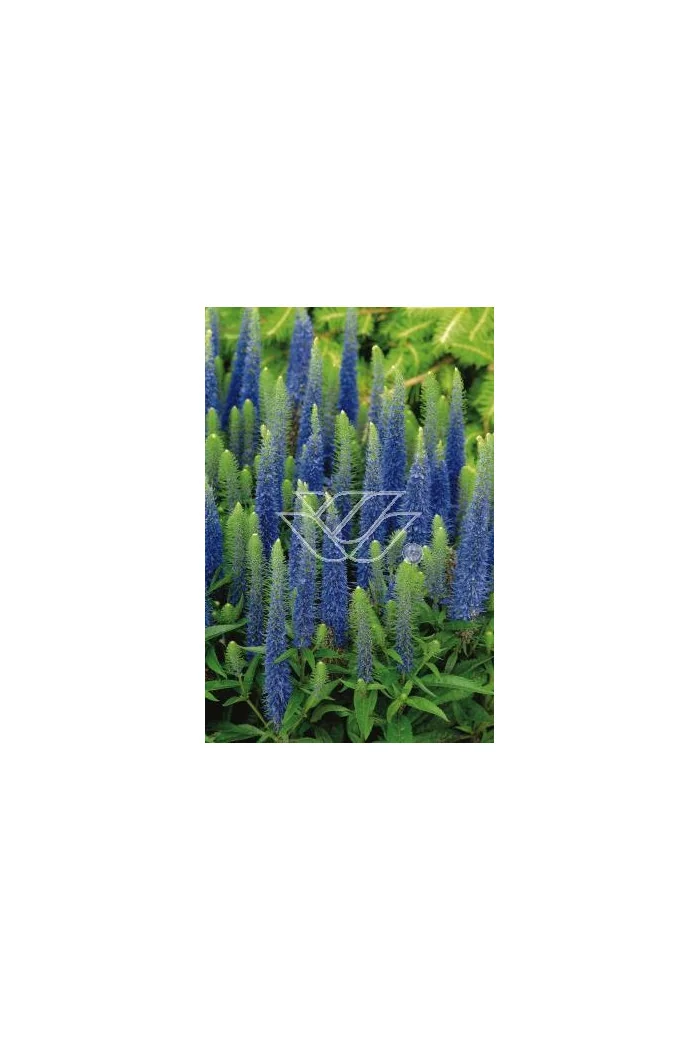 Przetacznik kłosowy 'Inspire Blue' | Veronica spicata