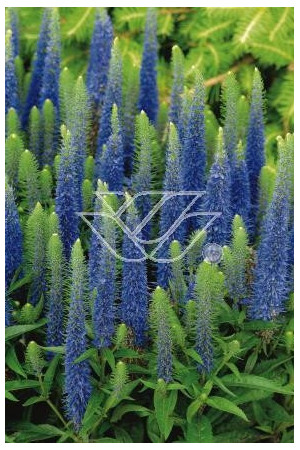 Przetacznik kłosowy 'Inspire Blue' | Veronica spicata