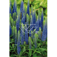 Przetacznik kłosowy 'Inspire Blue' | Veronica spicata