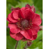 Kuklik 'Flames of Passion' | Geum