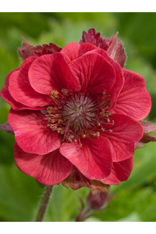 Kuklik 'Flames of Passion' | Geum
