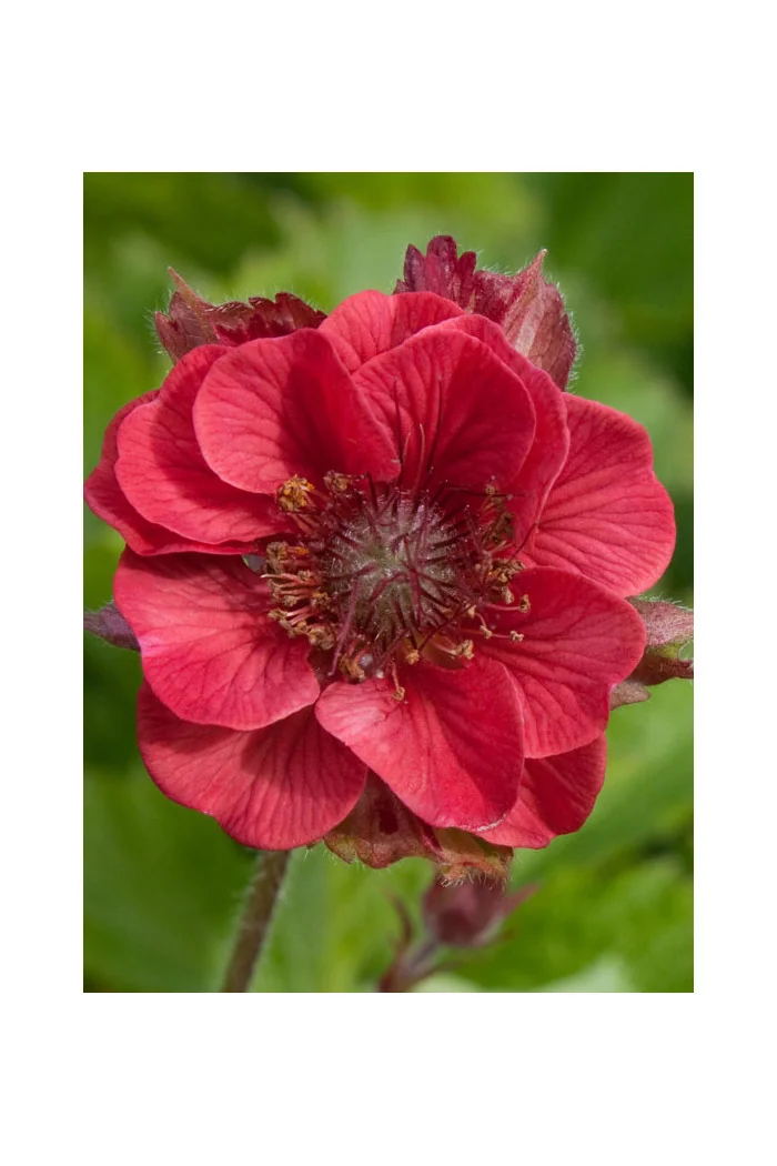 Kuklik 'Flames of Passion' | Geum