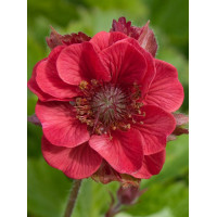 Kuklik 'Flames of Passion' | Geum