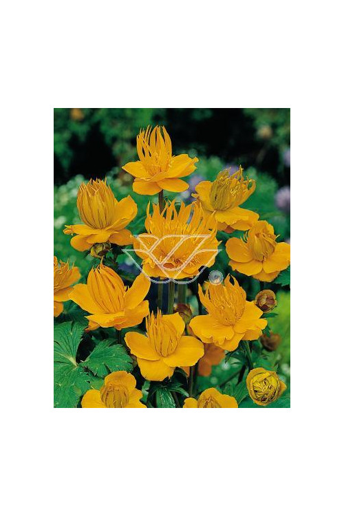 Pełnik chiński 'Goldkonigin' | Trollius chinensis