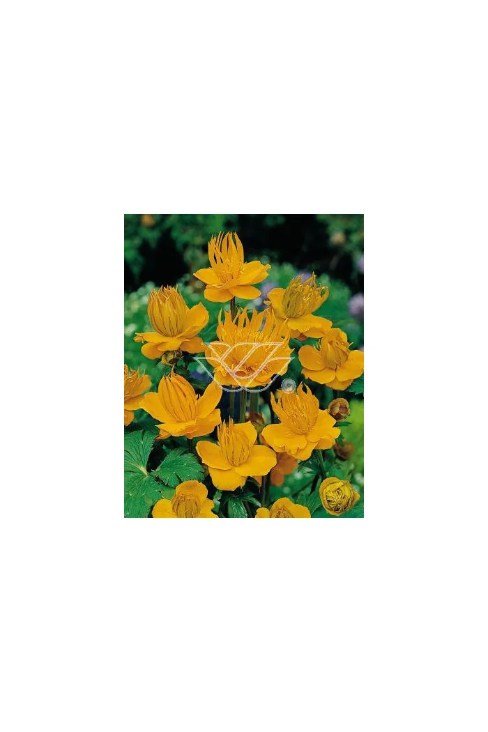 Pełnik chiński 'Goldkonigin' | Trollius chinensis