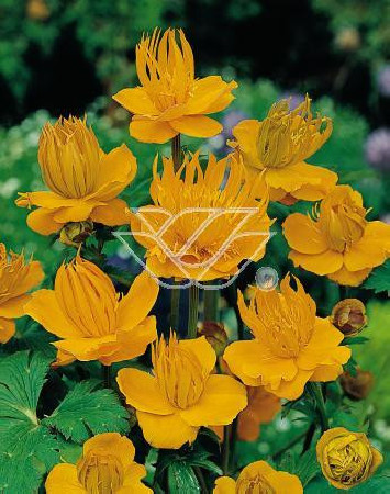 Pełnik chiński 'Goldkonigin' | Trollius chinensis