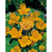 Pełnik chiński 'Goldkonigin' | Trollius chinensis
