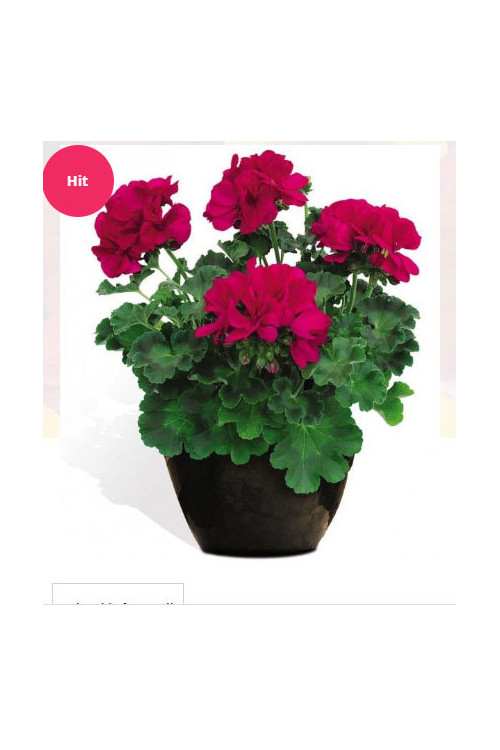 Pelargonia 'Champion Neon'