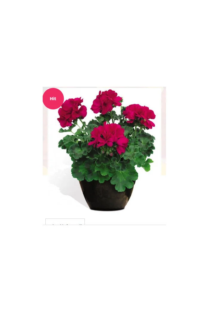 Pelargonia 'Champion Neon'