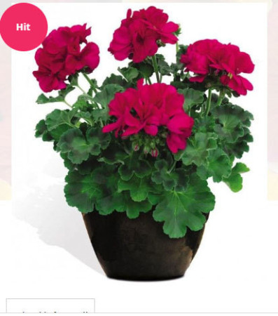 Pelargonia 'Champion Neon'