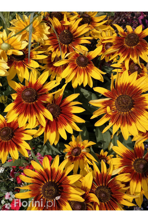 Rudbekia 'Shining SmileyZ' Rudbeckia