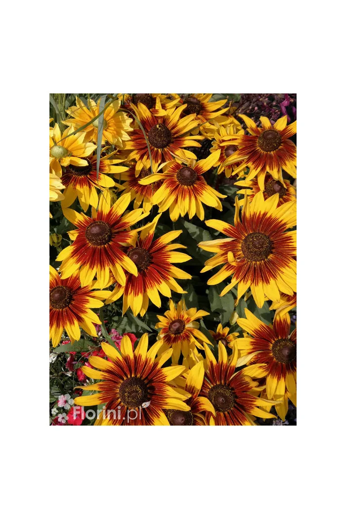 Rudbekia 'Shining SmileyZ' Rudbeckia