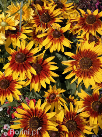 Rudbekia 'Shining SmileyZ' Rudbeckia