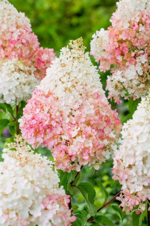 Hortensja bukietowa 'Strawberry Blossom' | Hydrangea panniculata