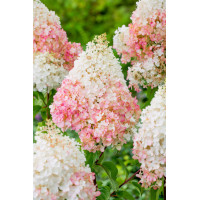 Hortensja bukietowa 'Strawberry Blossom' | Hydrangea panniculata