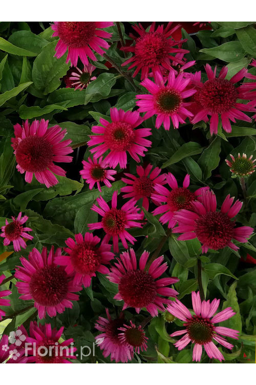 Jeżówka 'Delicious Candy' | Echinacea