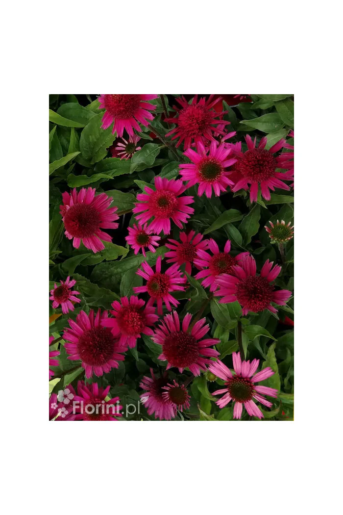 Jeżówka 'Delicious Candy' | Echinacea