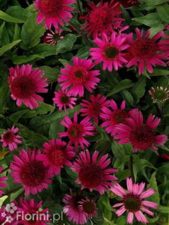 Jeżówka 'Delicious Candy' | Echinacea