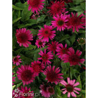 Jeżówka 'Delicious Candy' | Echinacea