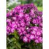 Floks wiechowaty 'Bee Best Purple Eye' | Phlox panniculata