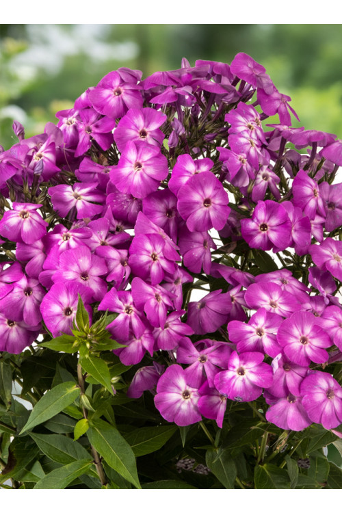 Floks wiechowaty 'Bee Best Purple Eye' | Phlox panniculata