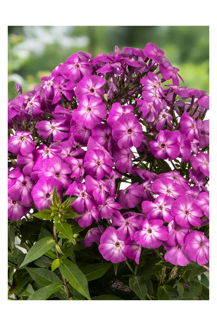 Floks wiechowaty 'Bee Best Purple Eye' | Phlox panniculata
