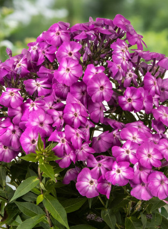 Floks wiechowaty 'Bee Best Purple Eye' | Phlox panniculata