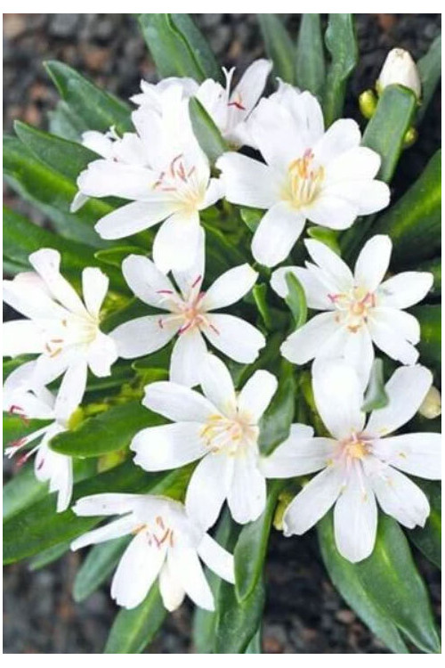 Lewizja, lewisia, rośliny skalne, byliny, rośliny na skalniak