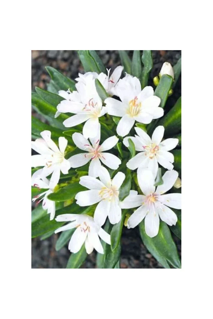 Lewizja, lewisia, rośliny skalne, byliny, rośliny na skalniak