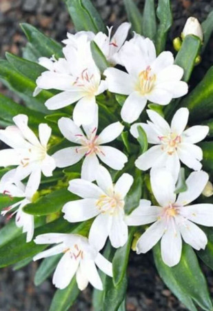 Lewizja, lewisia, rośliny skalne, byliny, rośliny na skalniak