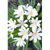 Lewizja, lewisia, rośliny skalne, byliny, rośliny na skalniak