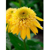 Jeżówka 'Eccentric Yellow' | Echinacea
