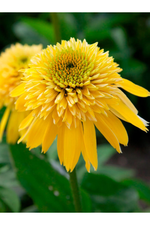 Jeżówka 'Eccentric Yellow' | Echinacea