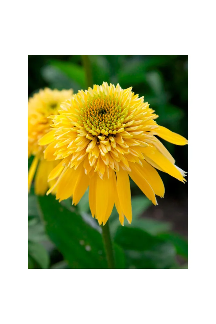 Jeżówka 'Eccentric Yellow' | Echinacea