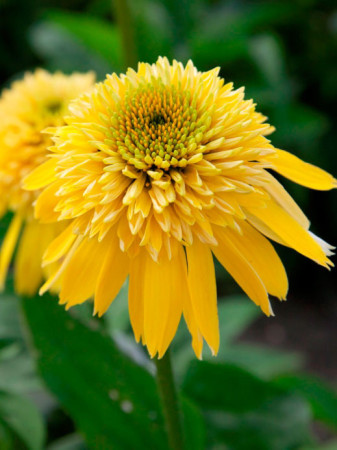 Jeżówka 'Eccentric Yellow' | Echinacea