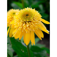 Jeżówka 'Eccentric Yellow' | Echinacea