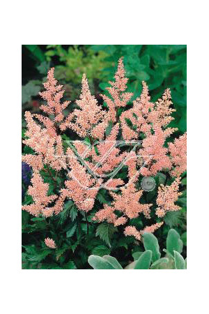 Tawułka japońska 'Europa' | Astilbe japonica
