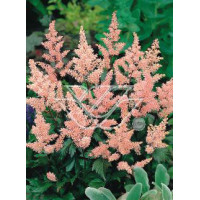 Tawułka japońska 'Europa' | Astilbe japonica