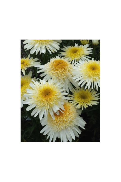Złocień 'Real Galaxy' | Leucanthemum maximum