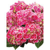 Hortensja ogrodowa 'Tivoli Rot' Hydrangea macrophylla