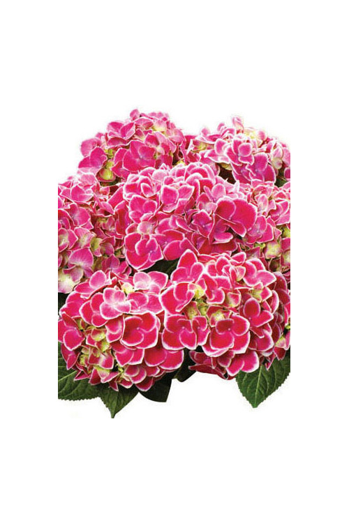 Hortensja ogrodowa 'Tivoli Rot' Hydrangea macrophylla